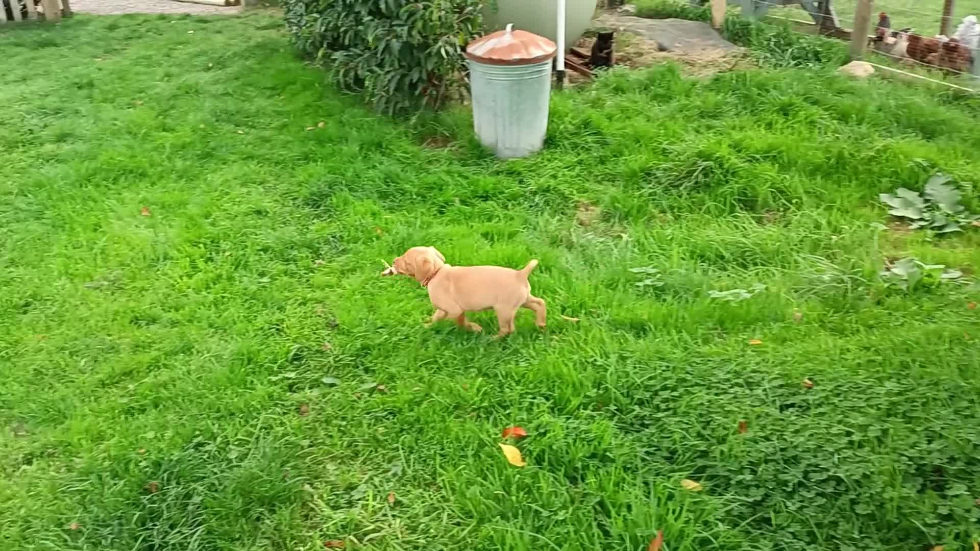 Labrador Retriever dogs for sale: Gorgeous red  Labrador puppies  - Video 1