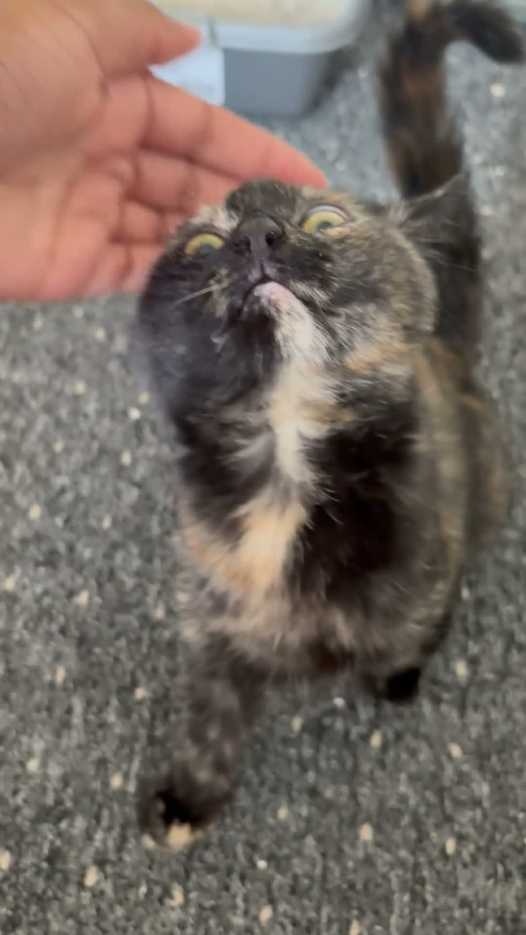 Domestic Shorthair cats for sale: 5month gorgeous tortie kitten  in Leeds - Video 2