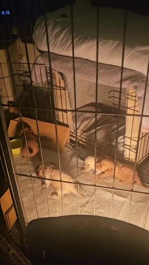 Cavapoo dogs for sale: Stunning miniature cavapoo - Video 1