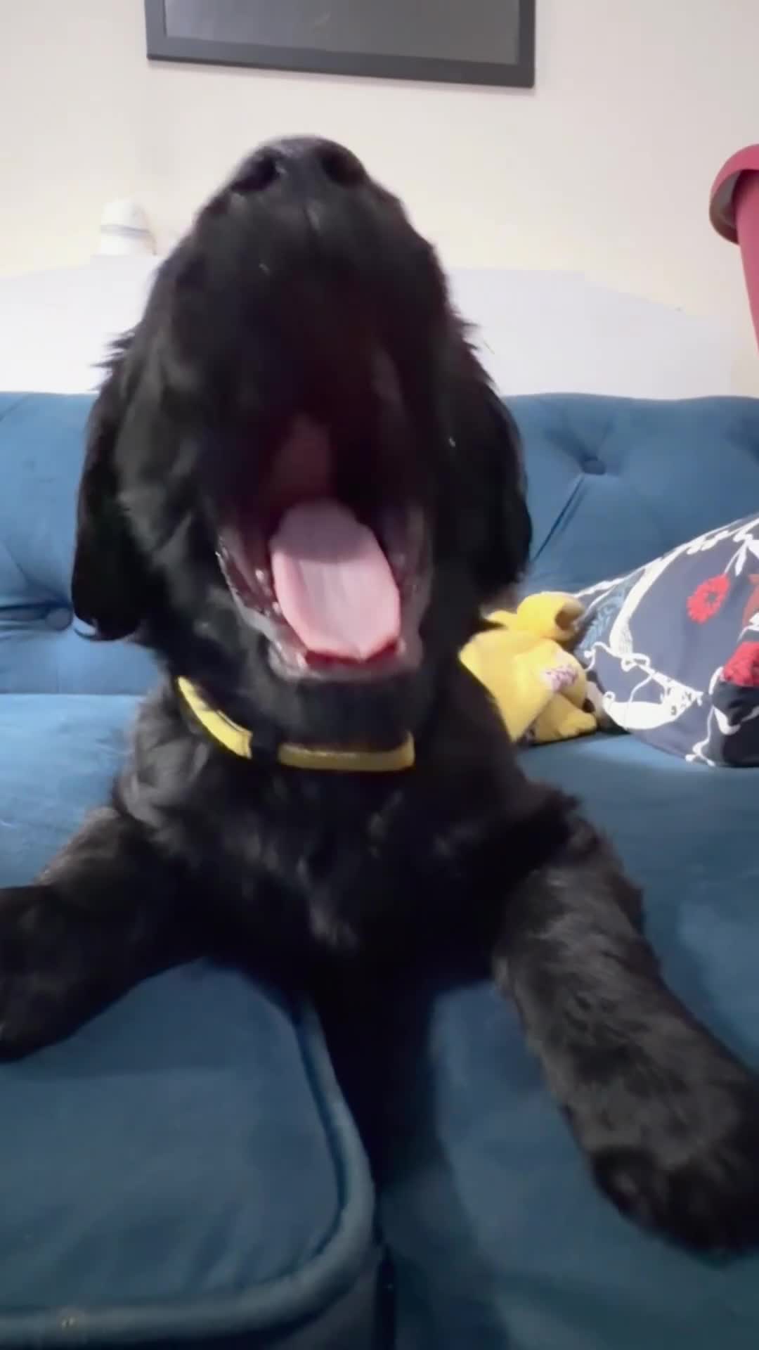 Flat coated Retriever dogs for sale: 4 flat coated retriever’s puppies  - Video 3