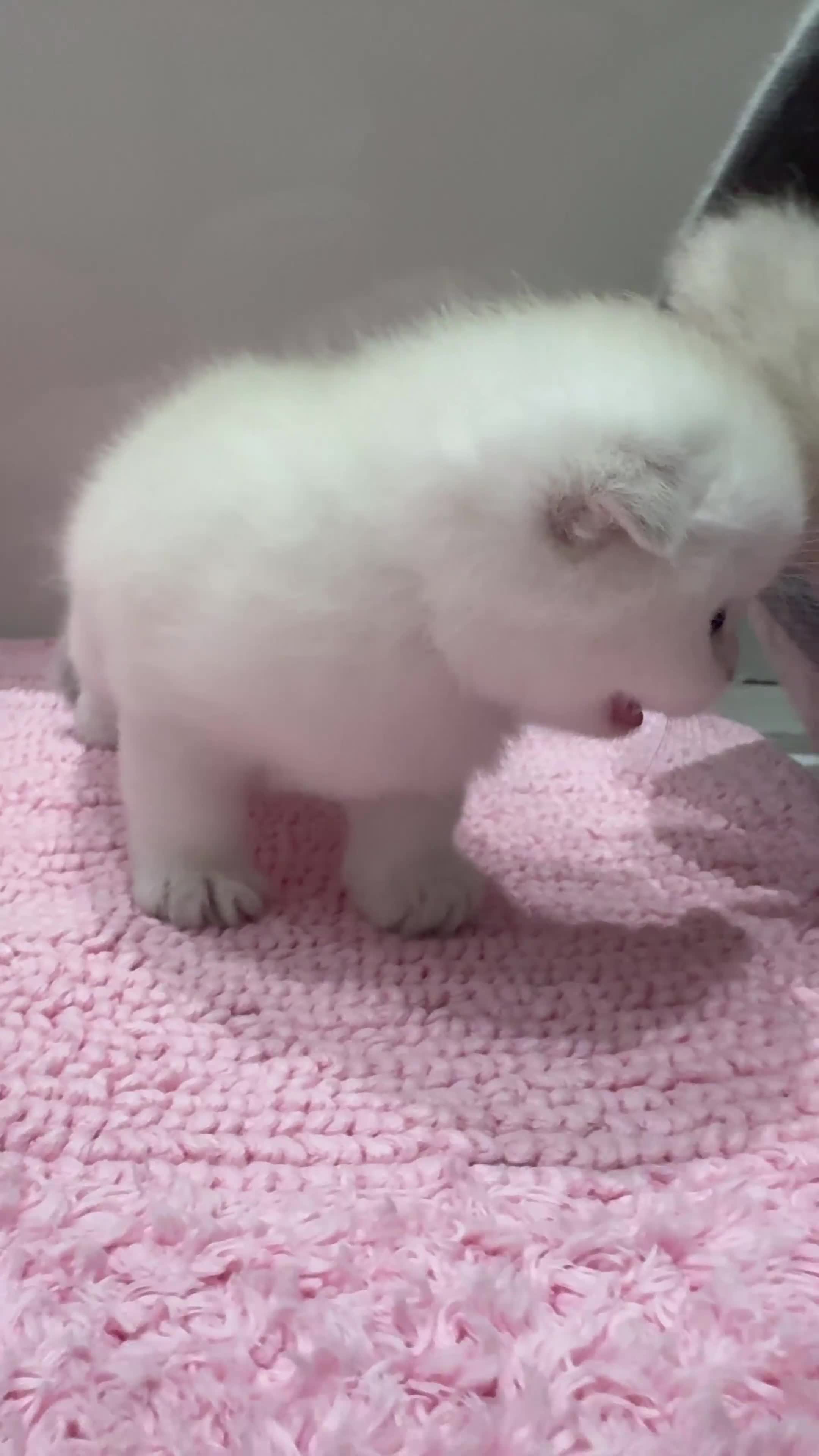 Scottish Fold cats for sale: Full pedigree Scottish fold kittens  - Video 2