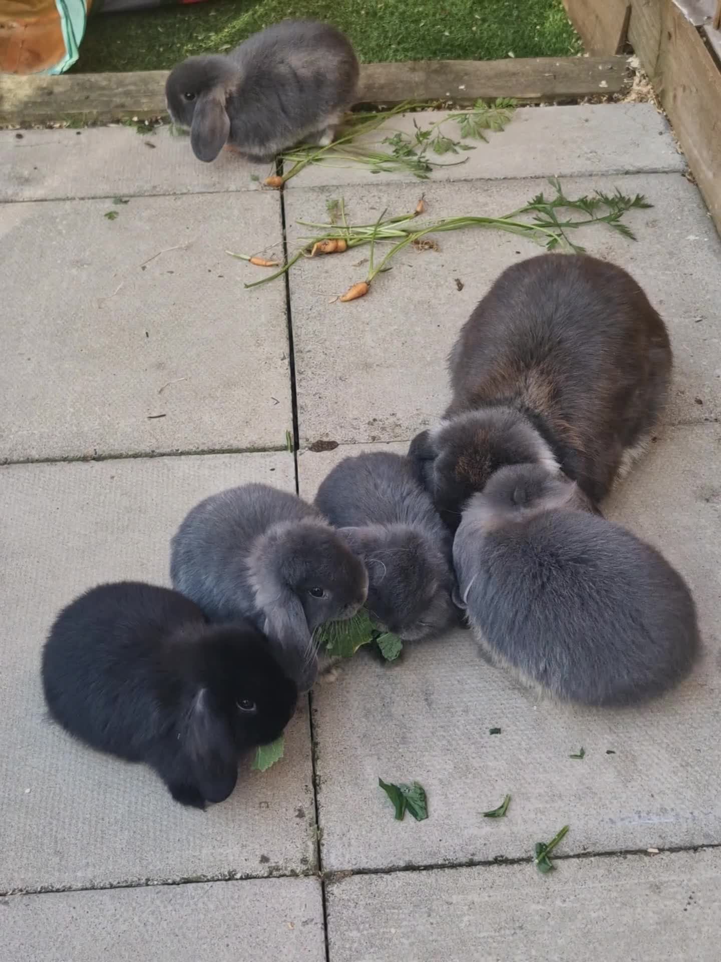 Mini Lop rabbits for sale: 5 gorgeous lopear bunnies - Video 1