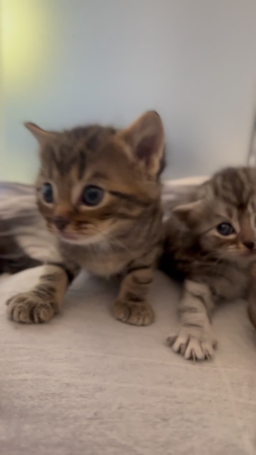 Mixed Breed cats for sale: Exceptional Maine coon cross kittens for sale  - Video 2
