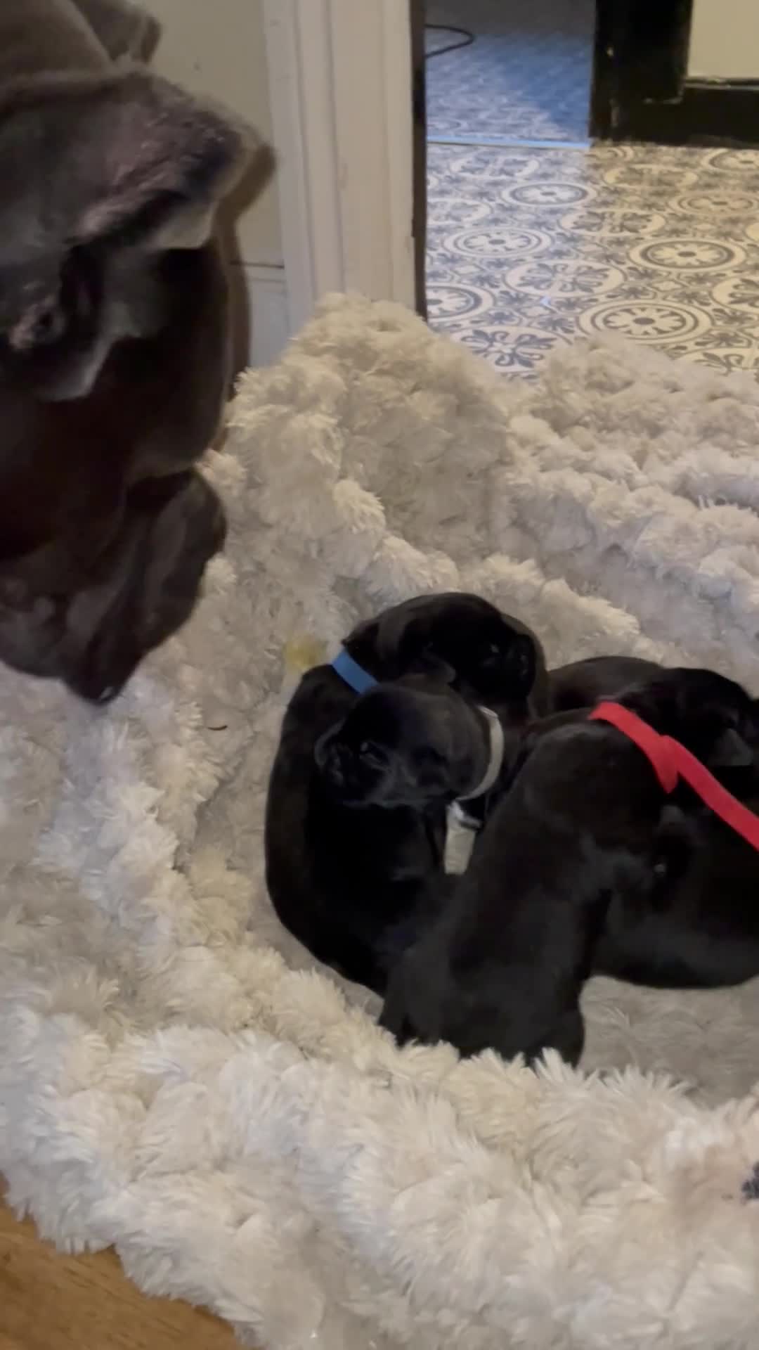 Cane Corso dogs for sale: Champion/true to type cane corso puppies - Video 5