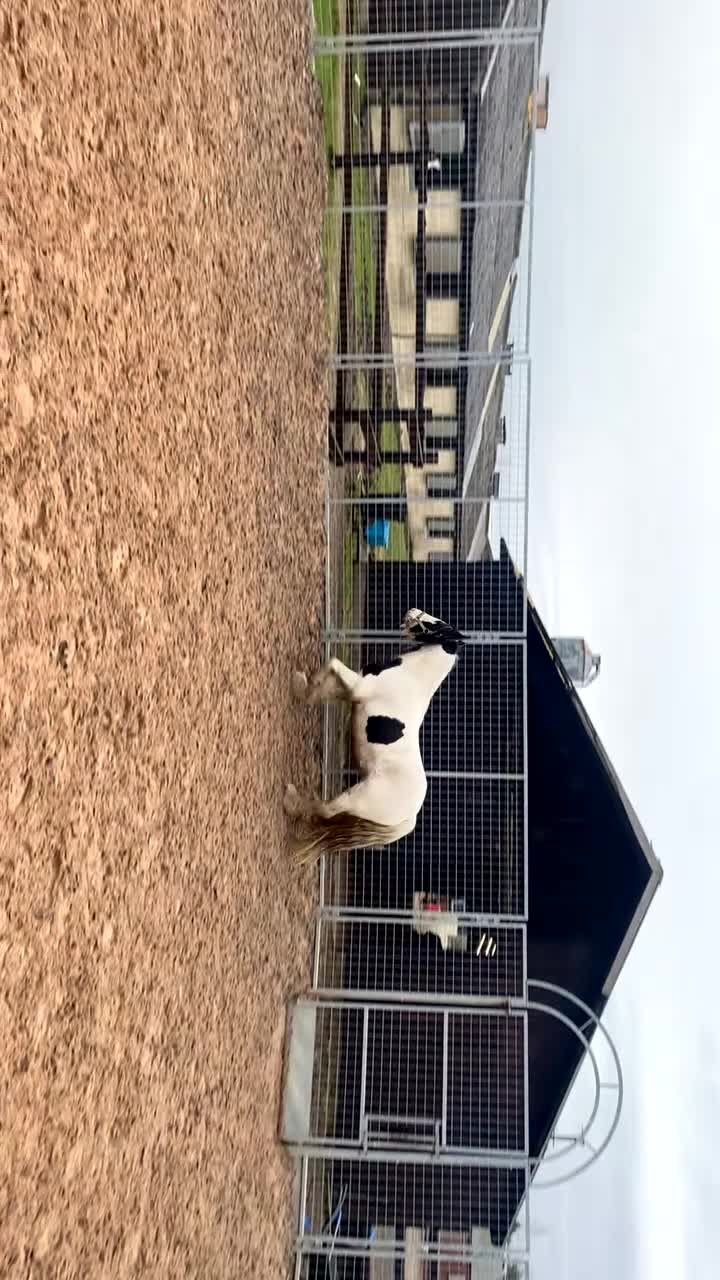 Tinker horses for sale: Family pony for sale  - Video 3