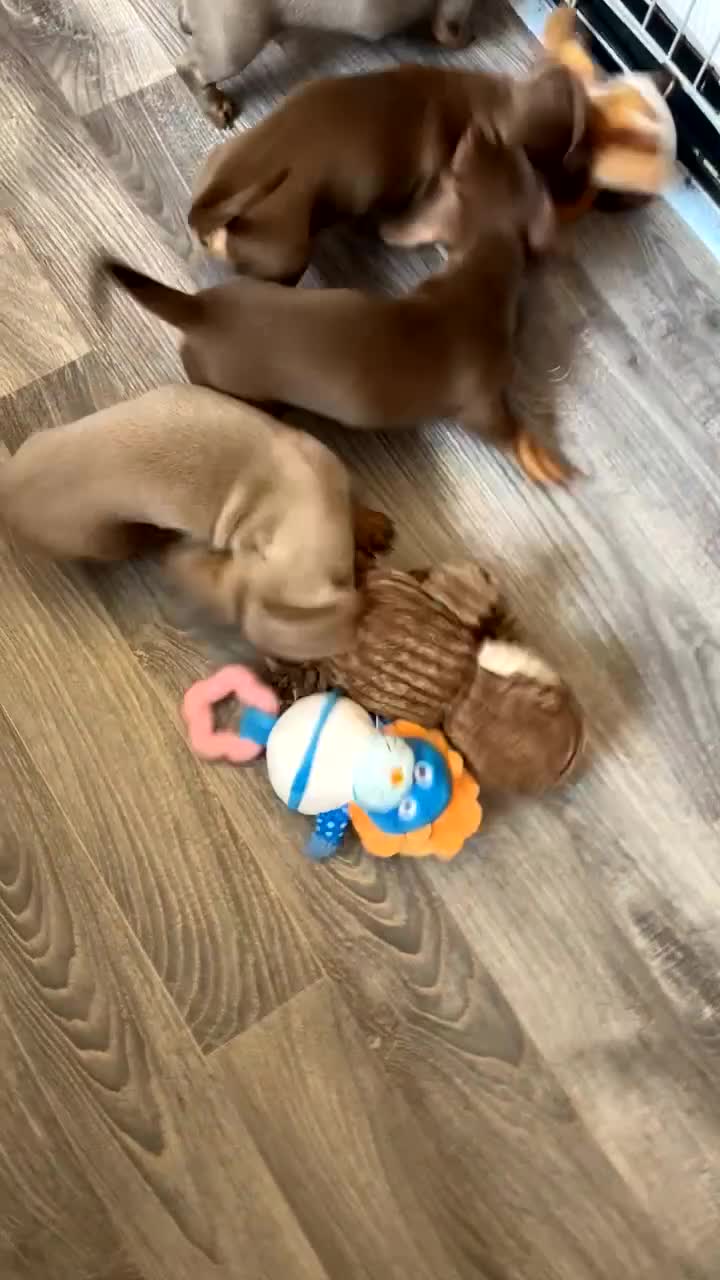 Miniature Dachshund dogs for sale: Beautiful miniature dachshund pups  - Video 1