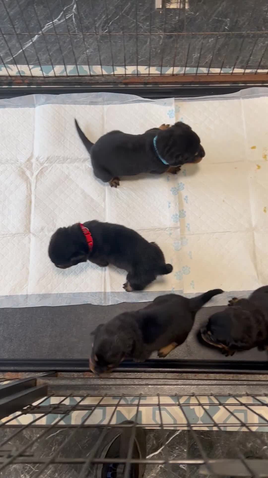 Rottweiler dogs for sale: Champion  bloodline Rottwiler Puppies  - Video 1