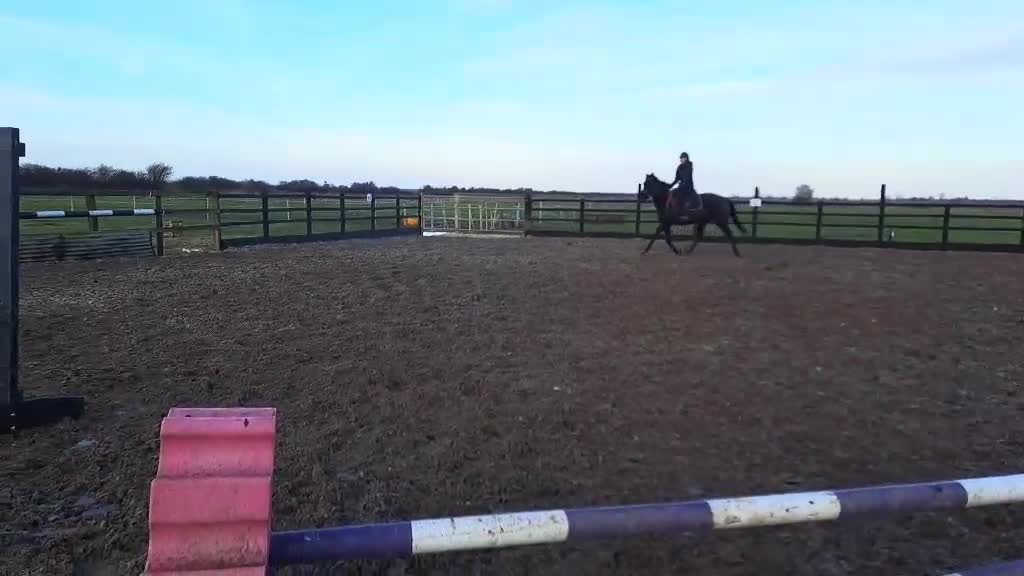 English Thoroughbred horses for sale: Eventing prospect  in Grimsby - Video 2