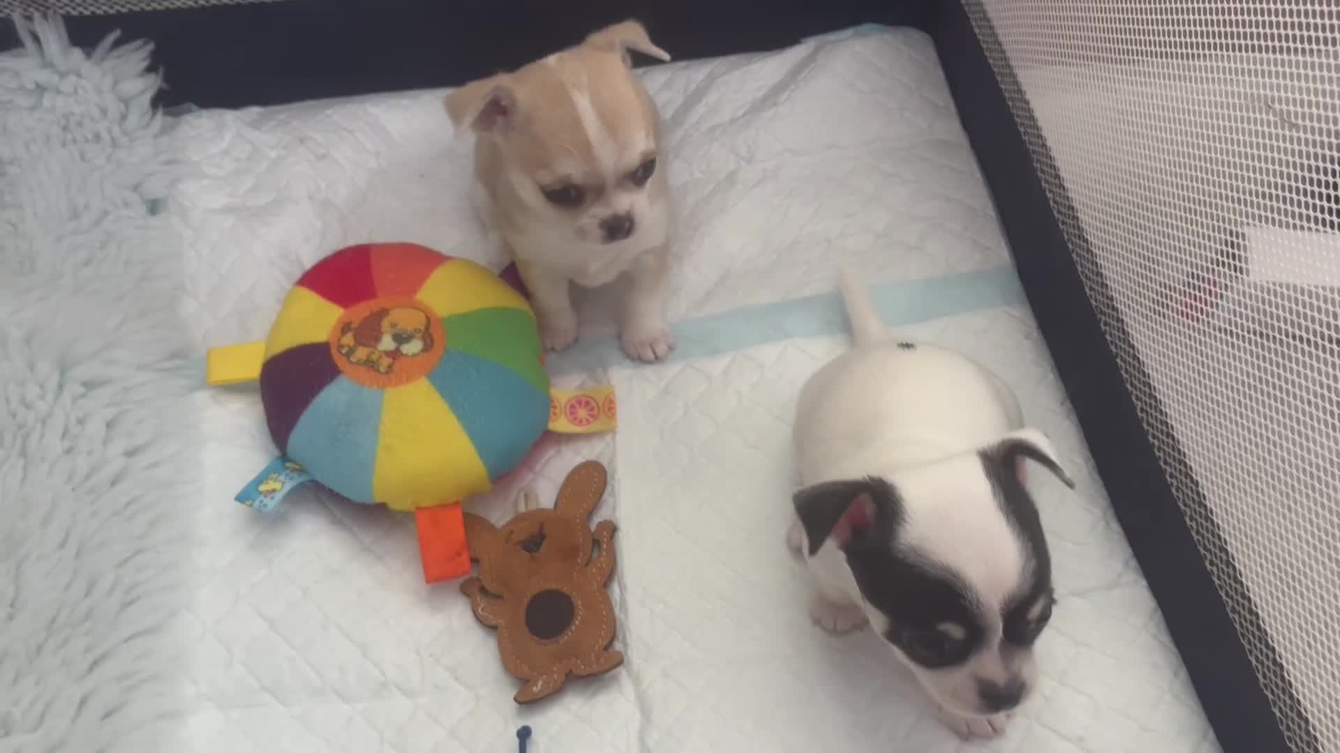 Chihuahua dogs for sale: *special KC black tricolour parti little boy* - Video 1