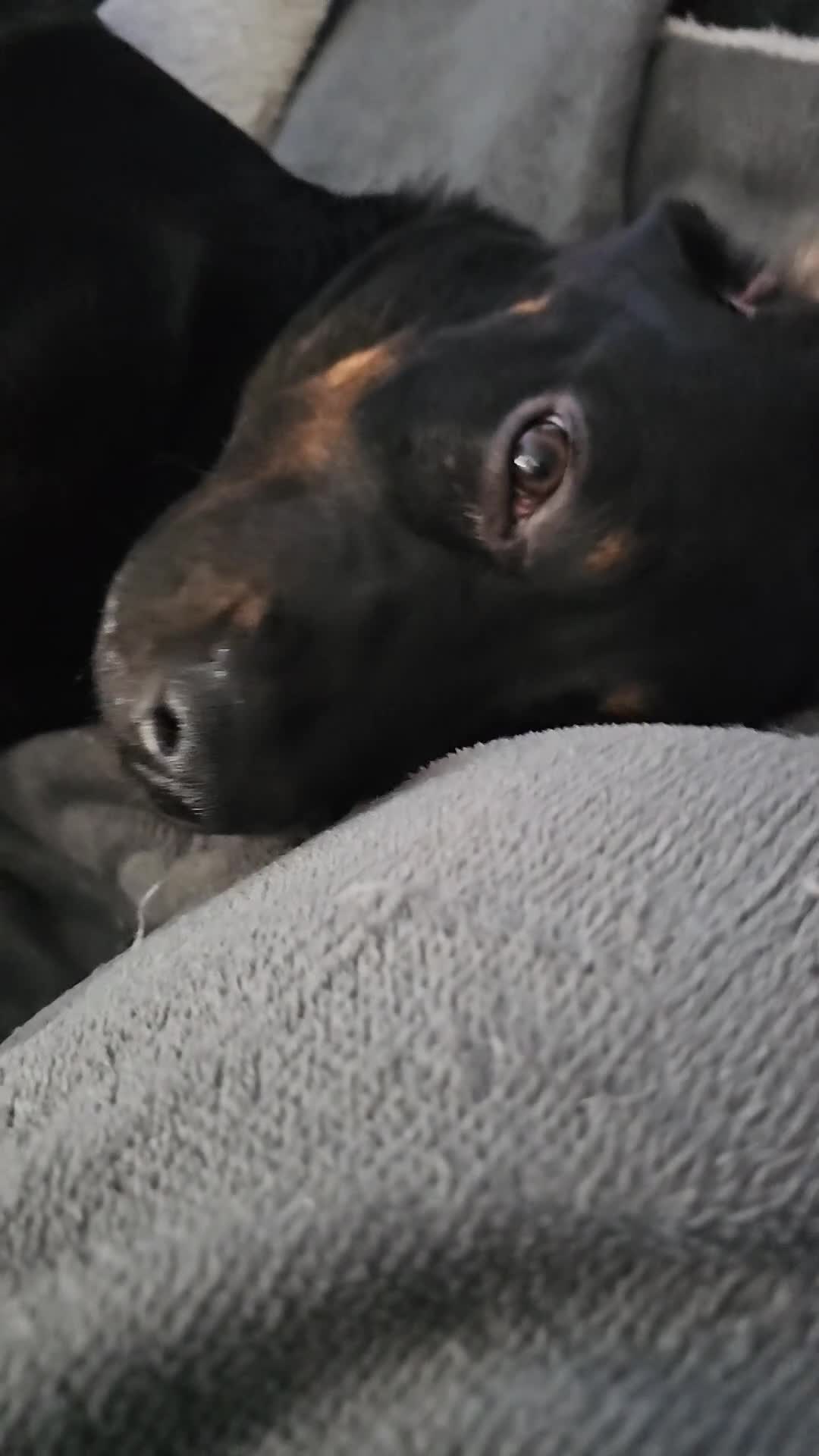 Mixed Breed dogs for sale: Rottweiler cross female puppy in Preston - Video 1