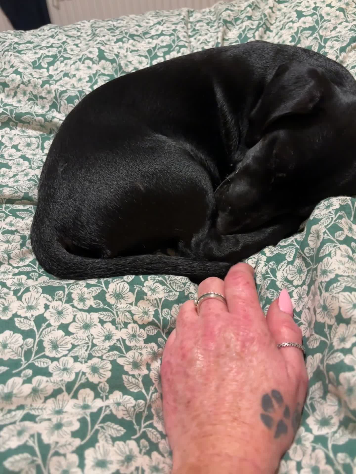 Mixed Breed dogs for sale: Beautiful boy  - Video 1