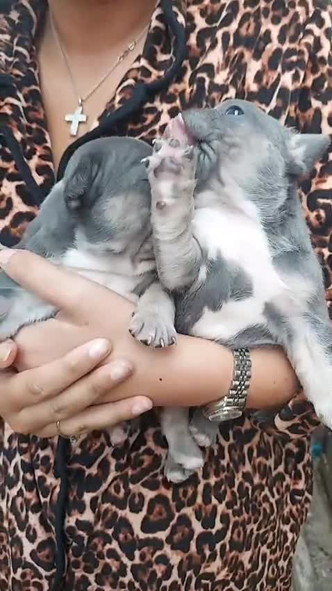 French Bulldog dogs for sale: 2 french bulldogs - Video 4