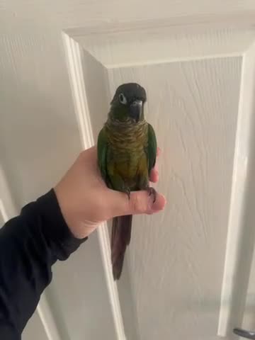 Conures birds for sale: Green Cheek Conure - Video 1