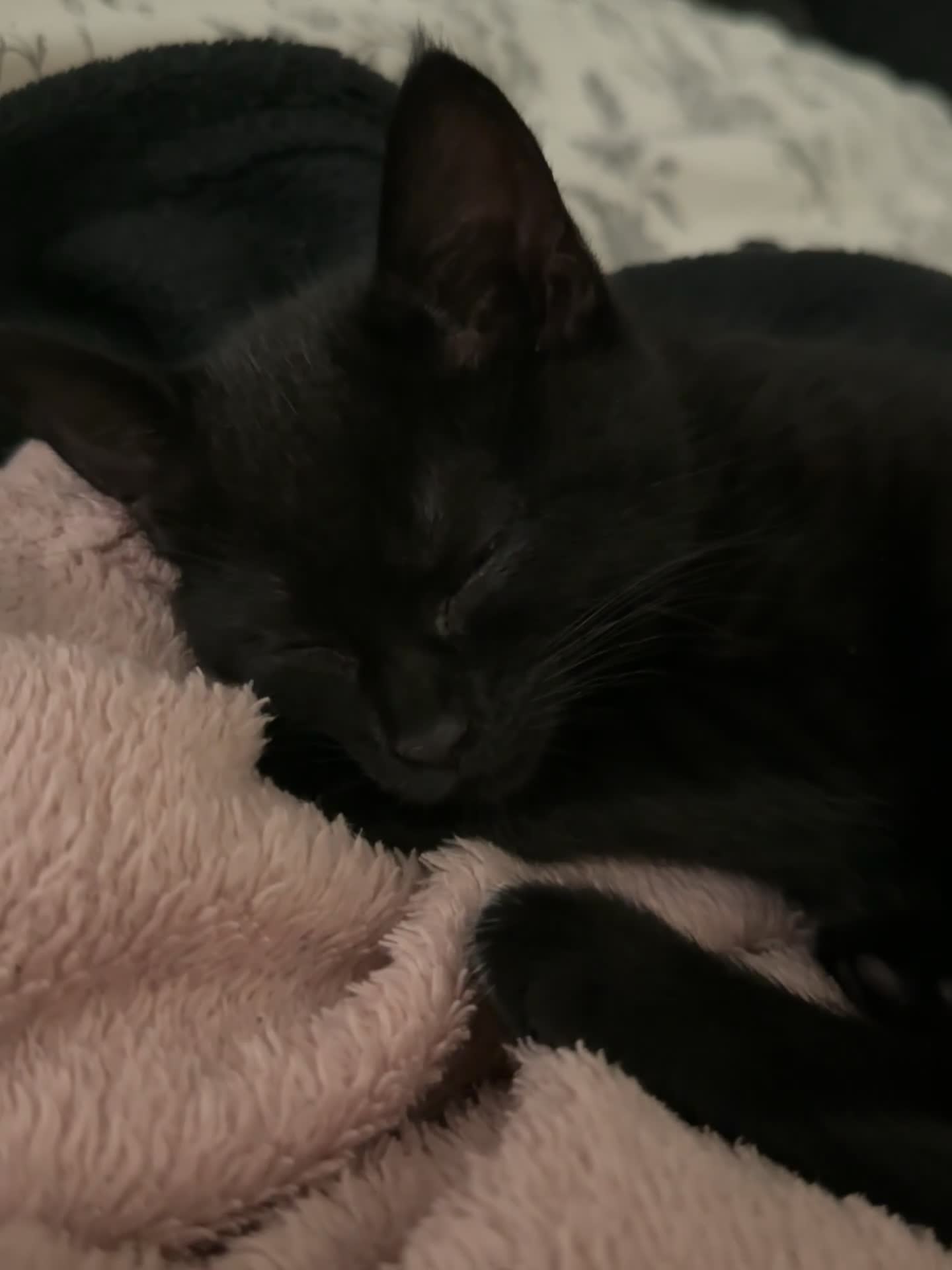 Mixed Breed cats for sale: Beautiful Black Kittens Looking for Loving Homes - Video 1