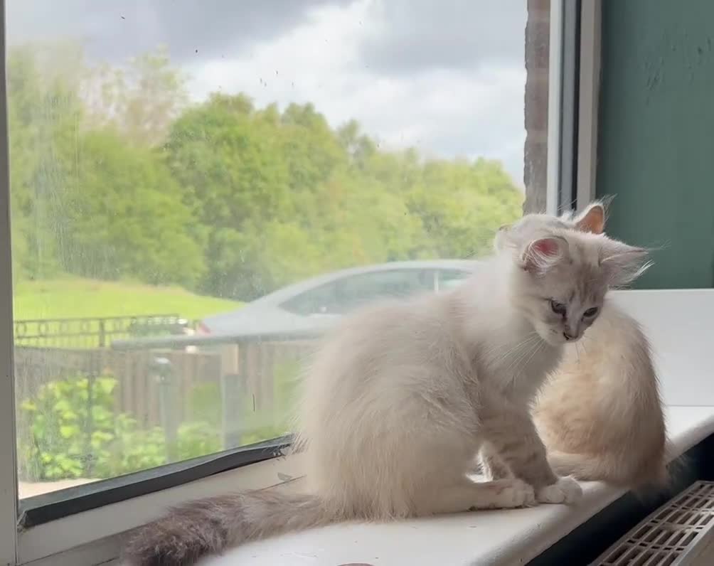 Siberian cats for sale: Two male  Siberian kittens - Video 1