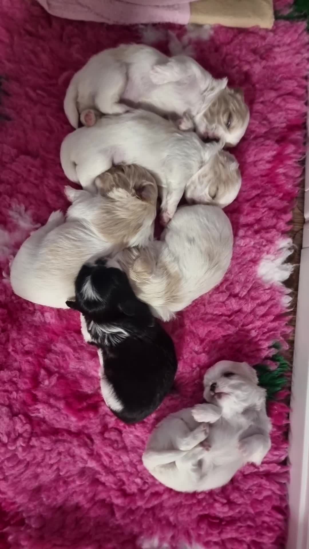Mixed Breed dogs for sale: 6 gorgeous Pekingese x Tibetan Spaniel puppies in Wirral - Video 1