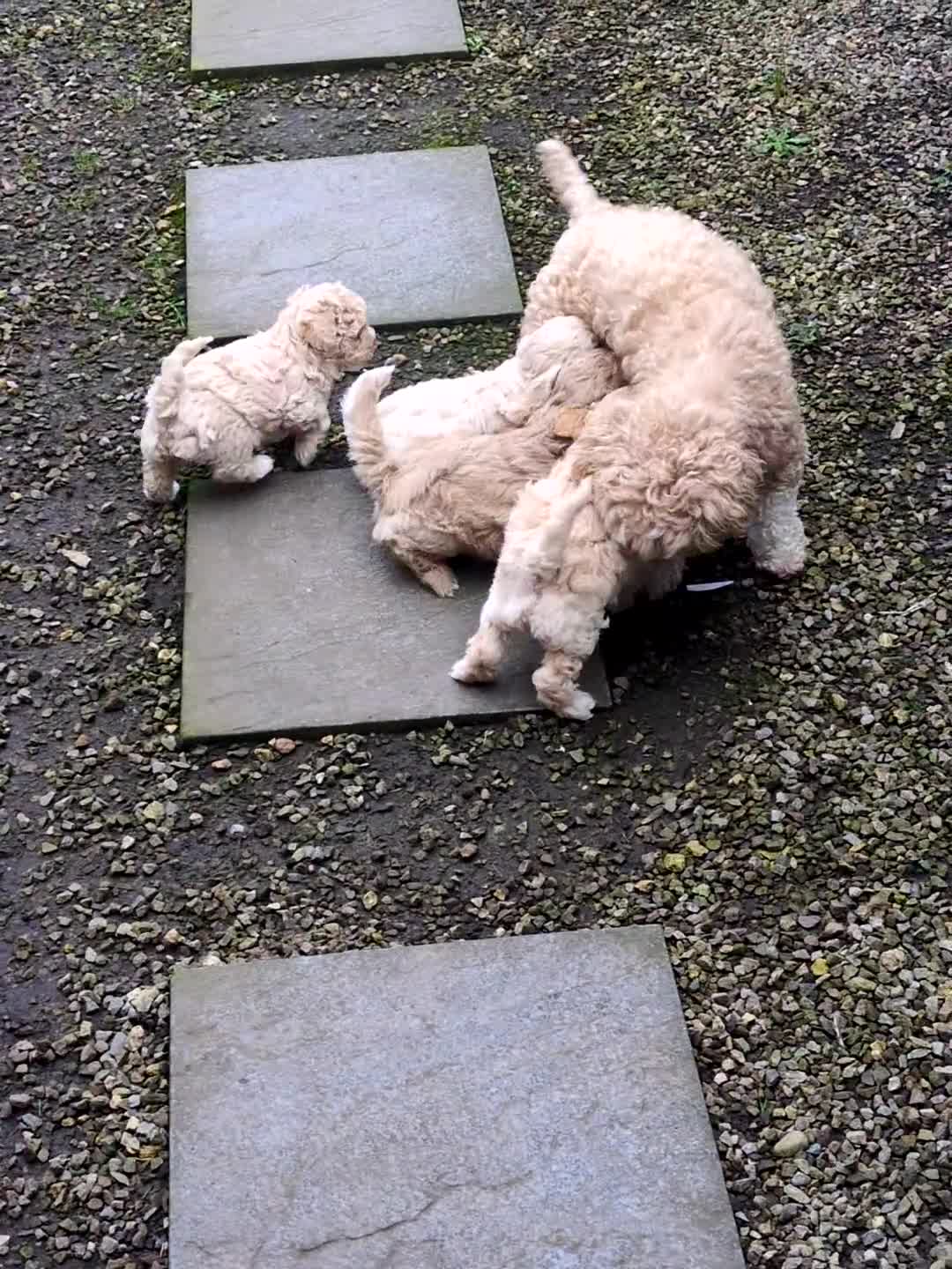 Lhasapoo dogs for sale: TEDDY BEAR LHASAPOO  in Durham - Video 1