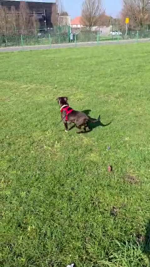 Staffordshire Bull Terrier dogs for sale: Simba - Video 1