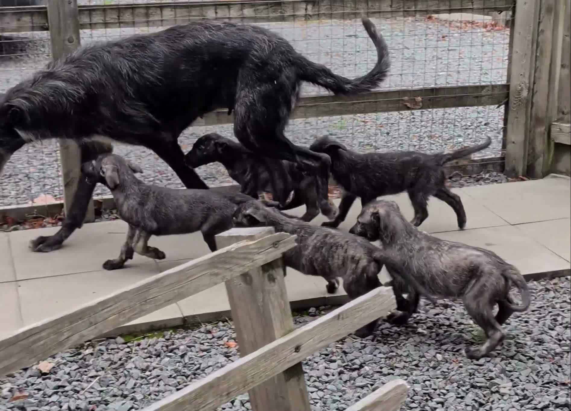 Irish Wolfhound dogs for sale: Wolfhound/Caucasian  - Video 1