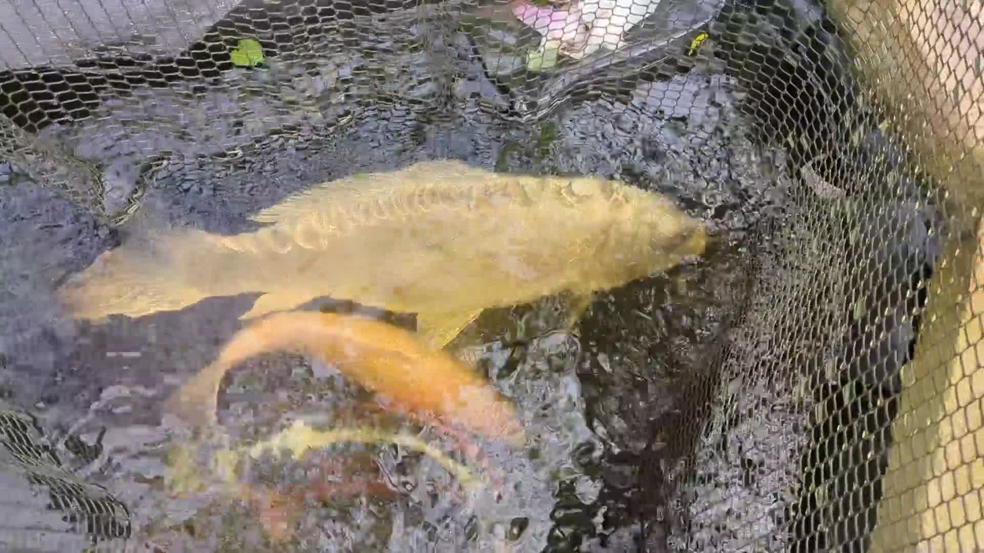 Pond Fish fish for sale: Closing pond down. All fish and equipment to go in Southport - Video 1