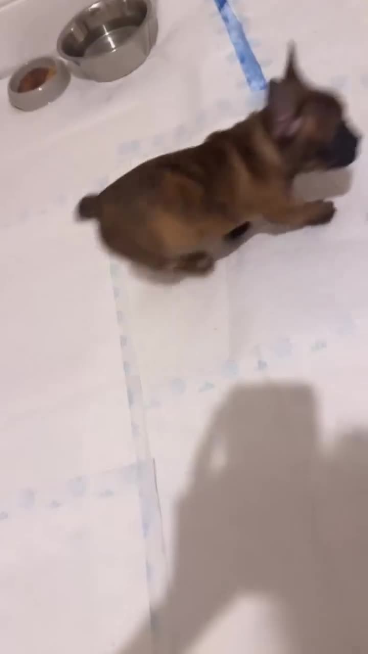 Mixed Breed dogs for sale: 12 weekold Frenchie mixed Yorkshire terrier - Video 1