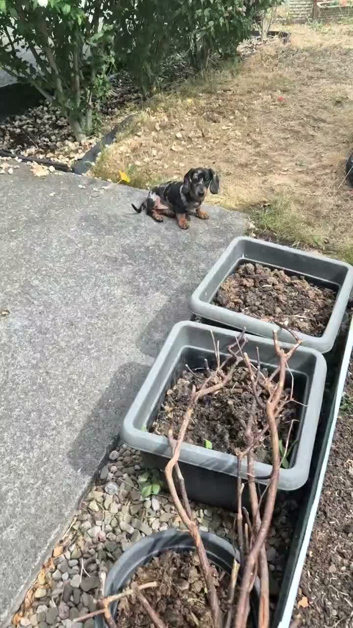 Miniature Dachshund dogs for sale: Miniature Dachshund  in Burry Port - Video 1