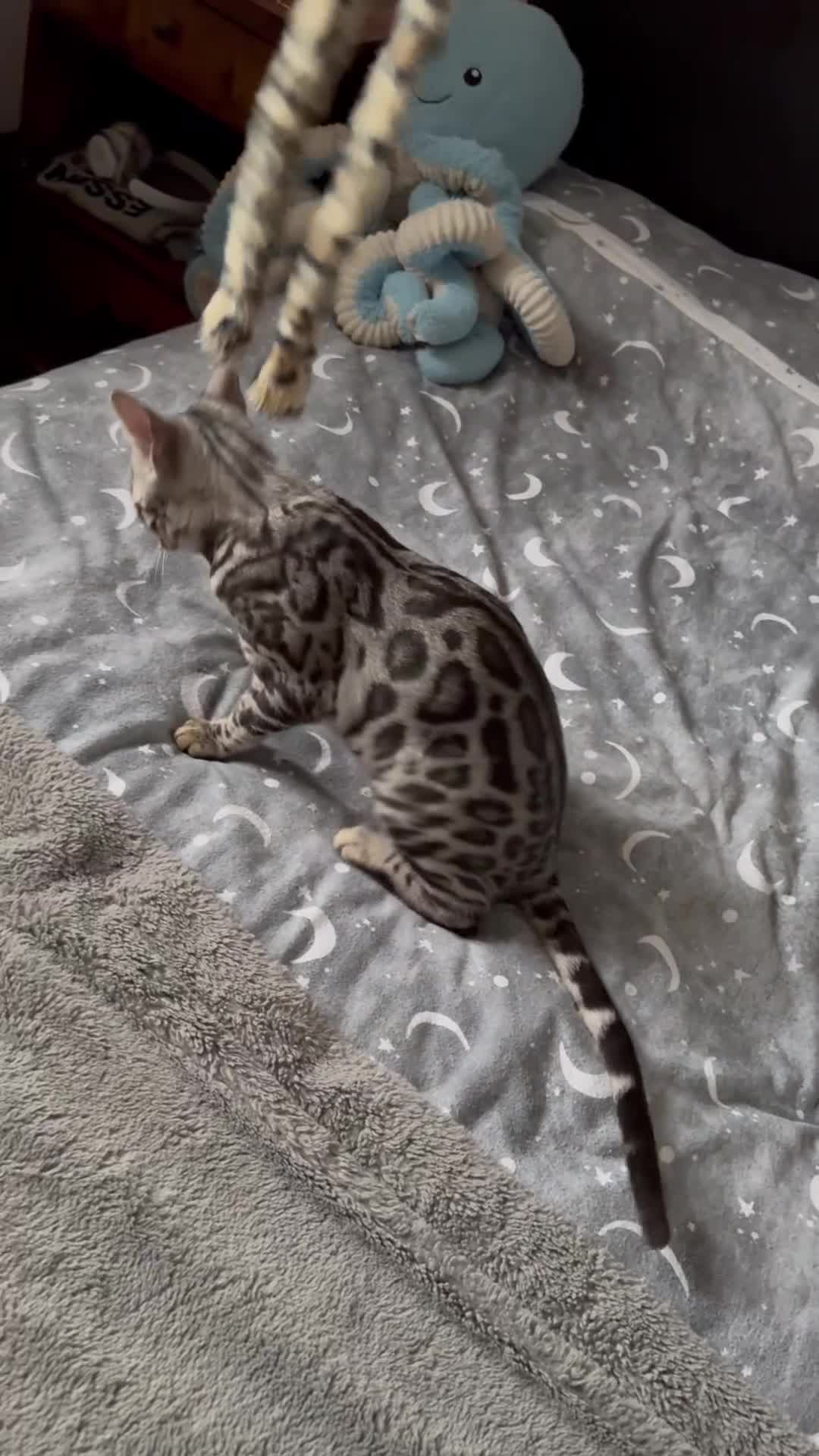 Bengal cats for sale: Silver rosetted Bengal🐆 - Video 3
