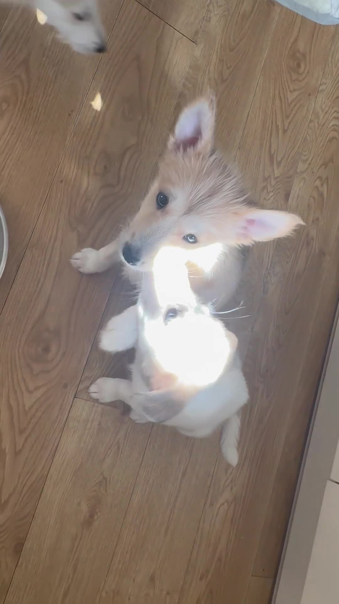 Mixed Breed dogs for sale: Mixed breed puppies - Video 1