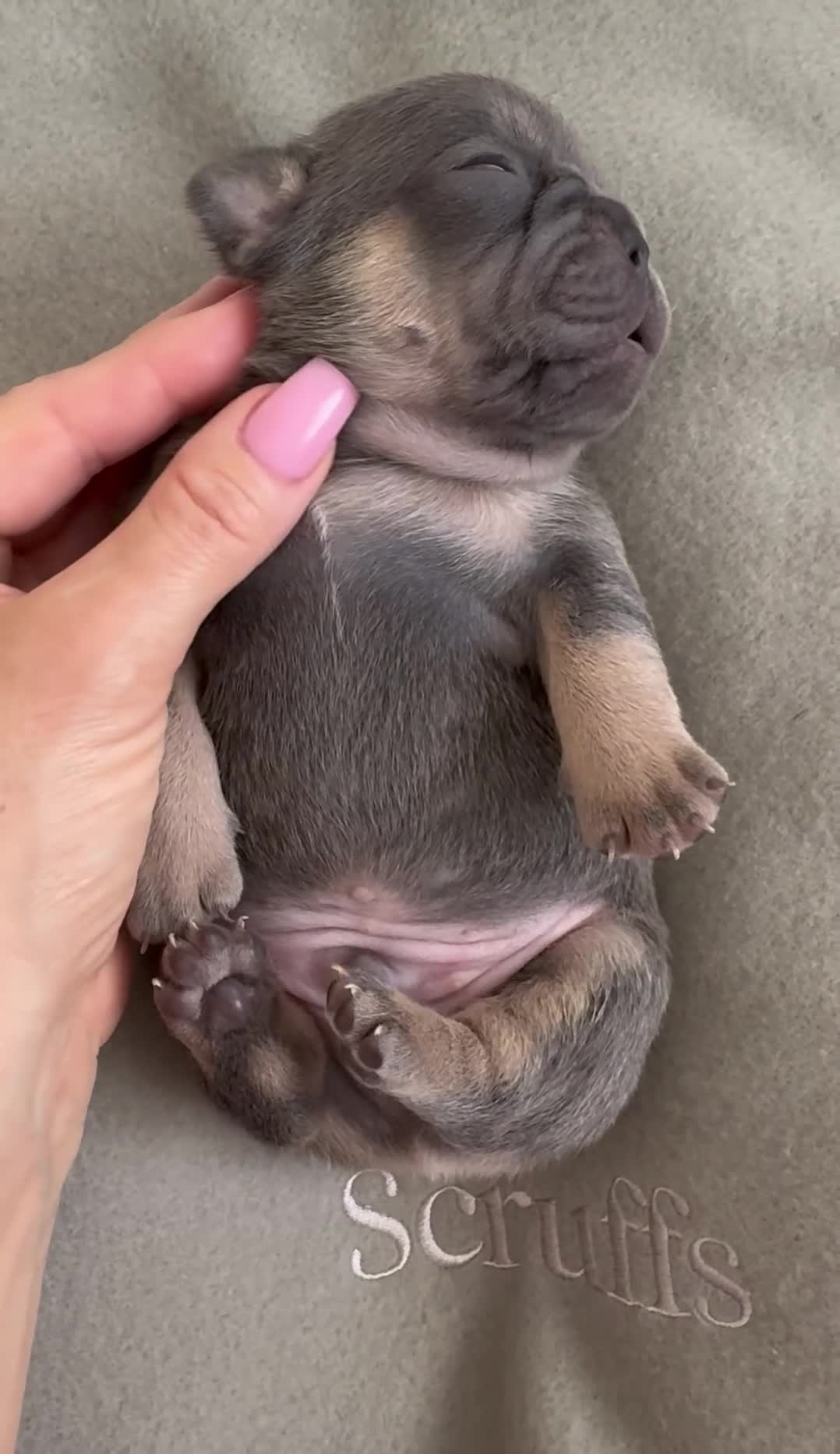 French Bulldog dogs for sale: Outstanding French Bulldog puppies  - Video 1