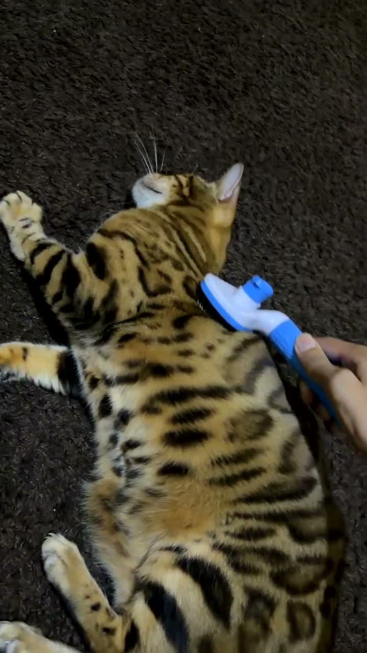Bengal cats for sale: Bengal cats  in Mitcham - Video 1