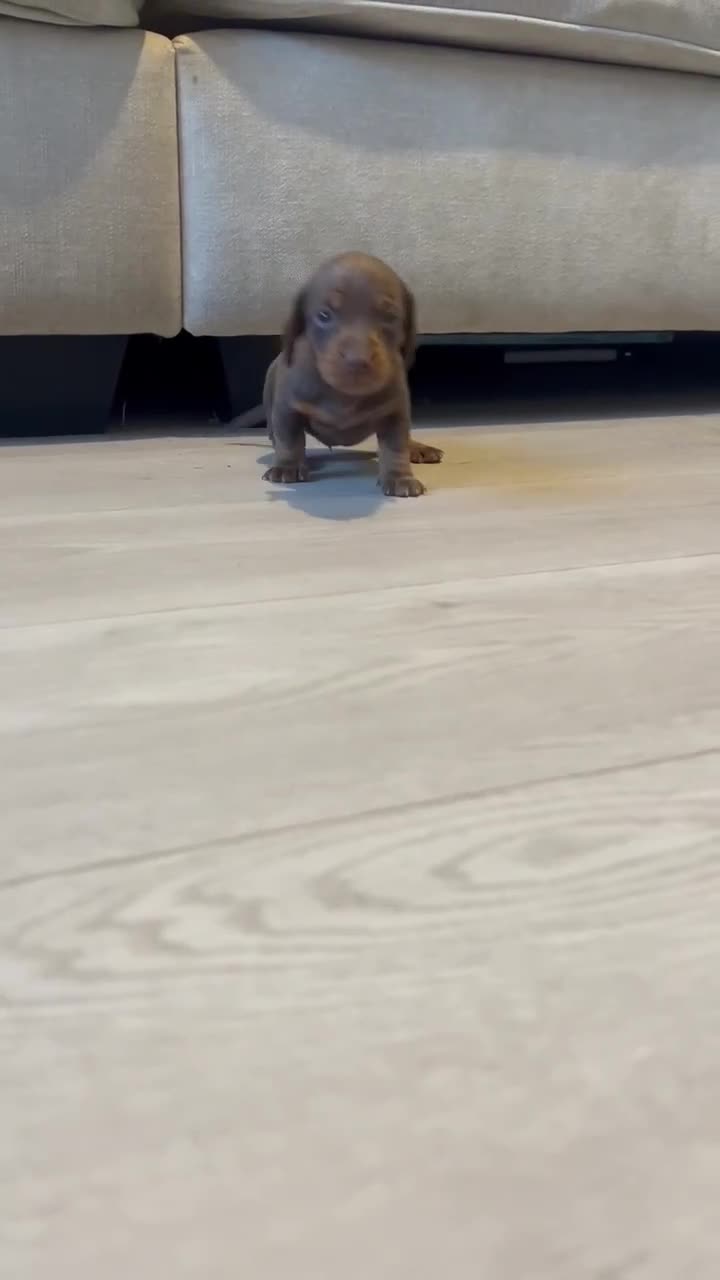 Miniature Dachshund dogs for sale: Miniature dachshund puppy’s  - Video 2