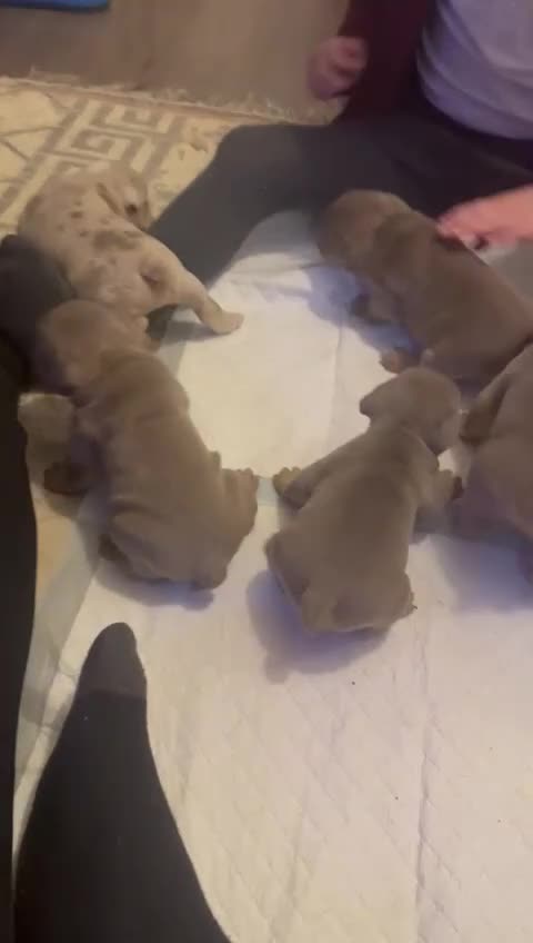 English Bulldog dogs for sale:  🔥TOP BLOOD LINES 🔥 ENGLISH BULLDOGS  - Video 4