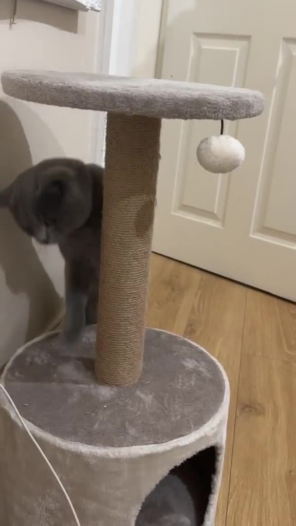 British Shorthair cats for sale: British short hair  - Video 3