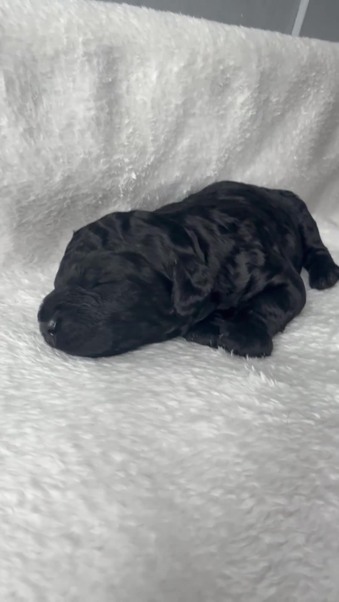 Cockapoo dogs for sale: Beautiful cockapoo babies 🐶  - Video 4