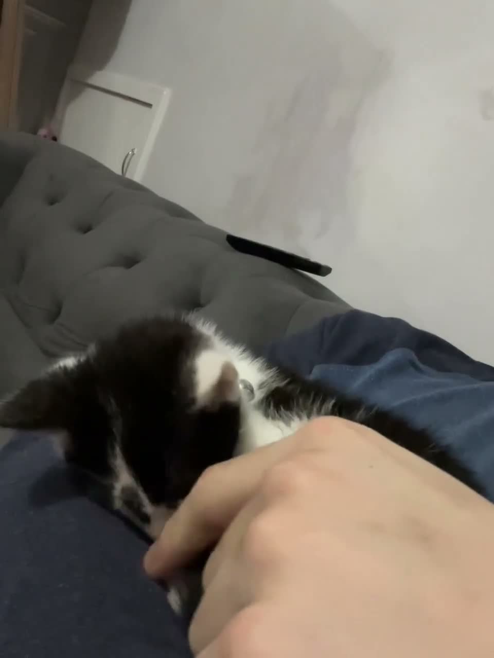 Mixed Breed cats for sale: Male black and white cat in Middlesbrough - Video 1