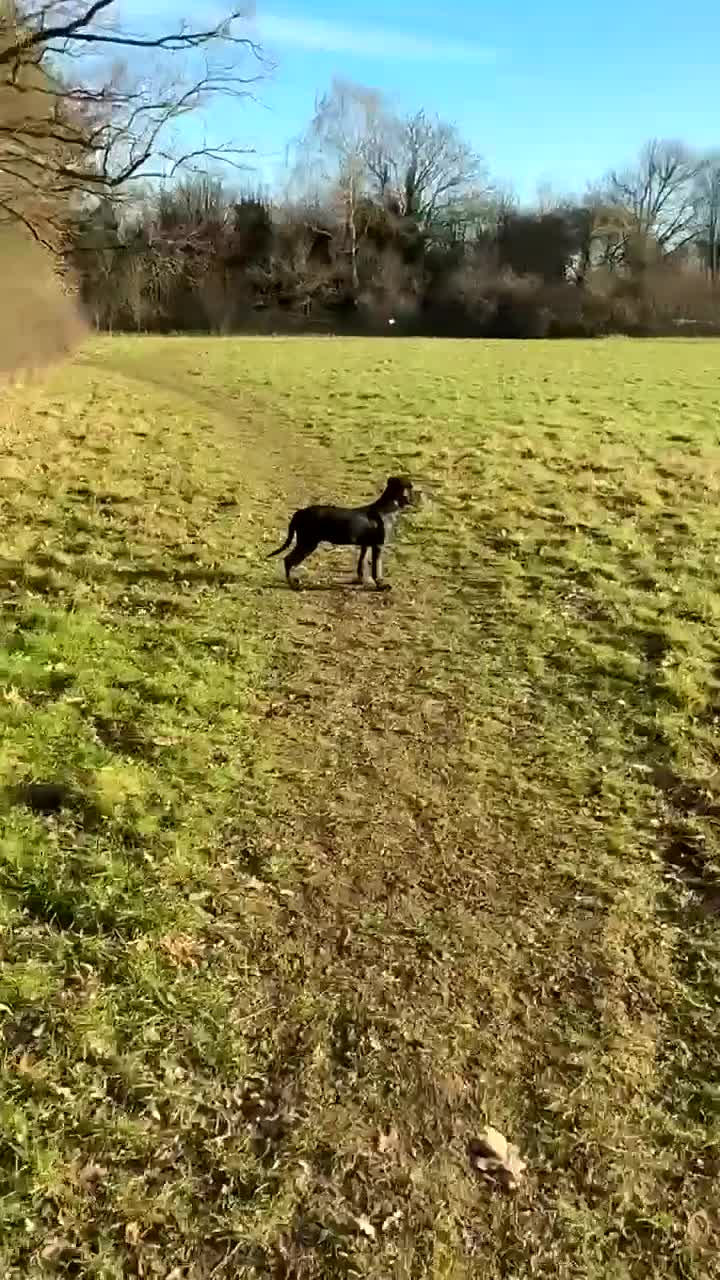 Mixed Breed dogs for sale: Love Cane Corso X Belgian Malinois  in Watford - Video 1