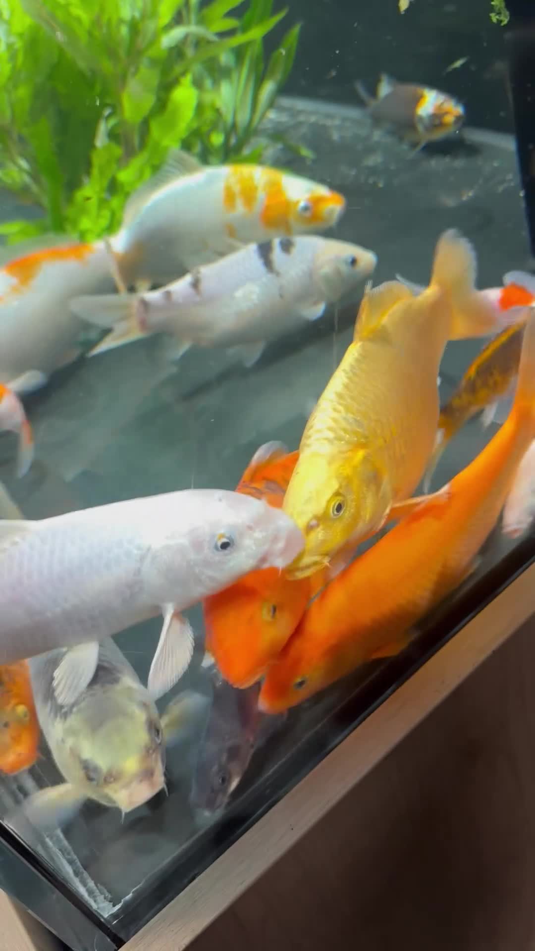 Koi Carp fish for sale: Koi carp in Manchester - Video 1