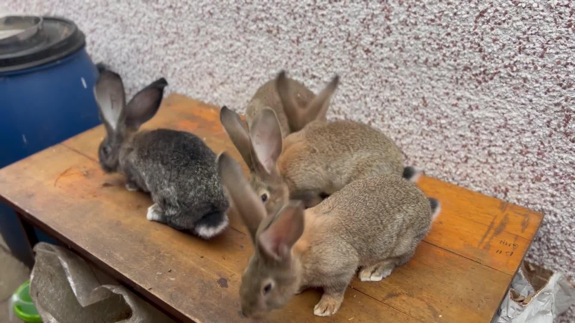 Continental Giant rabbits for sale: Giant continental  - Video 2