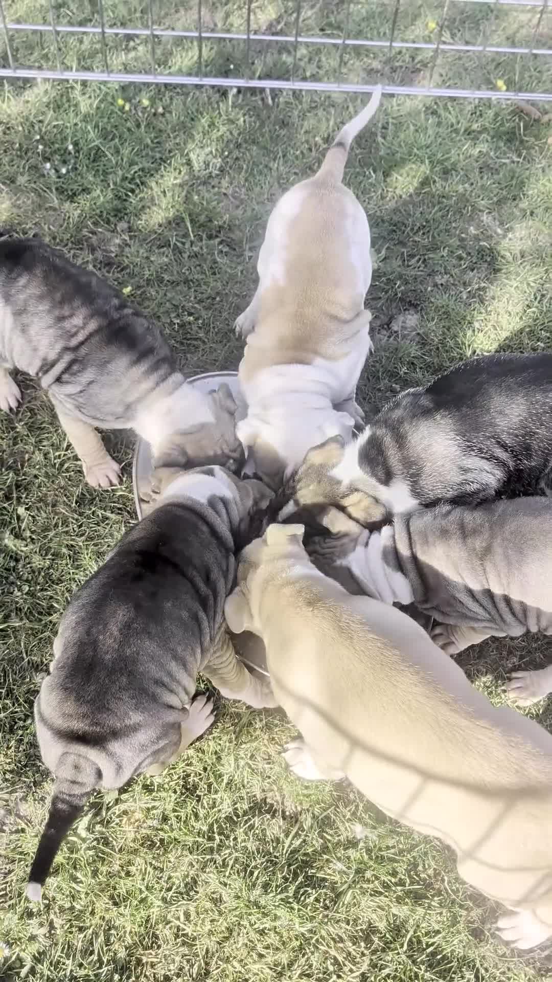 Mixed Breed dogs for adoption: 6 beautiful cuddly mixed breed puppys available  in Rochester - Video 1