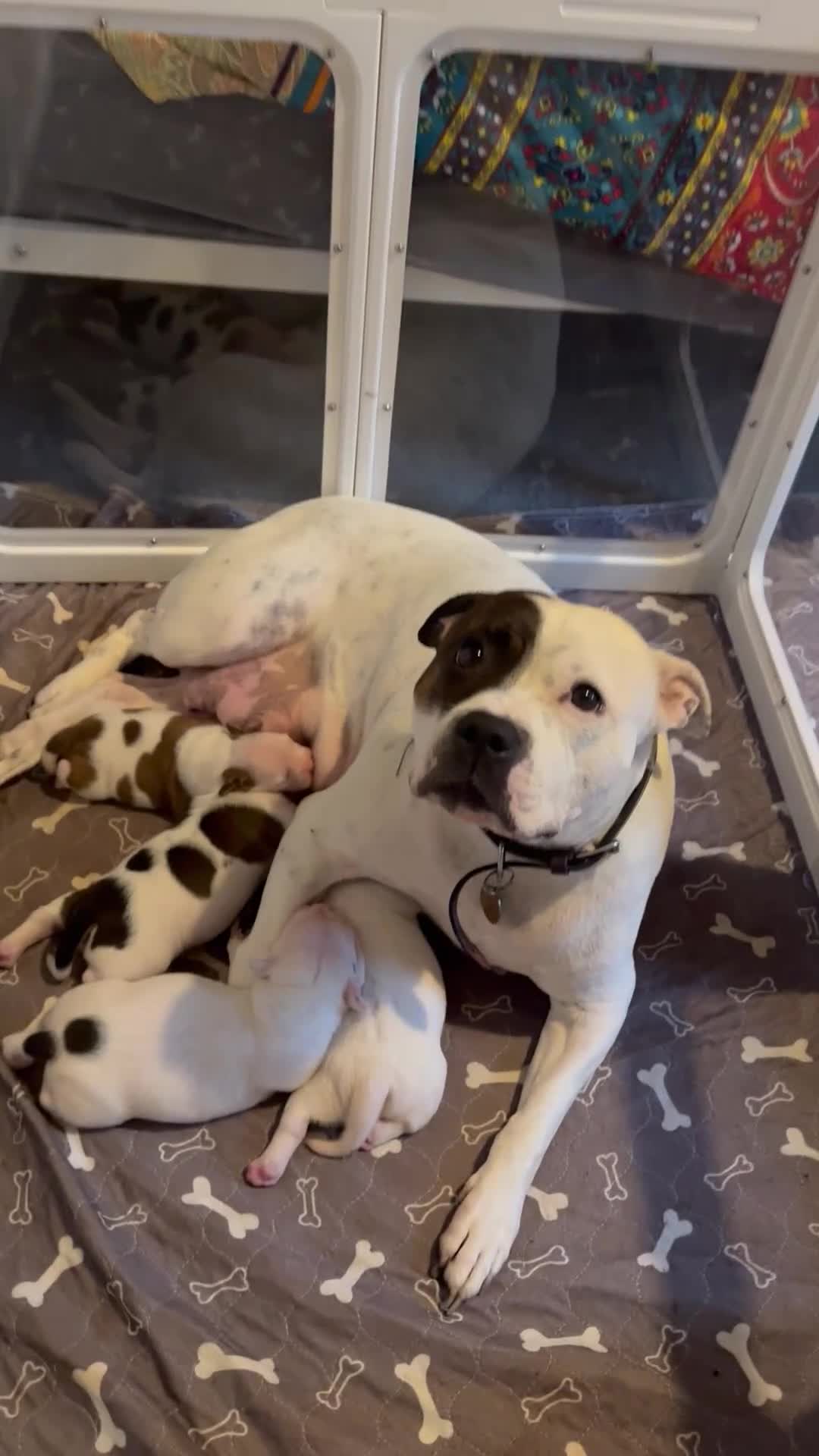 Staffordshire Bull Terrier dogs for sale: Staffordshire bull terrier puppies for sale Sale - Video 1