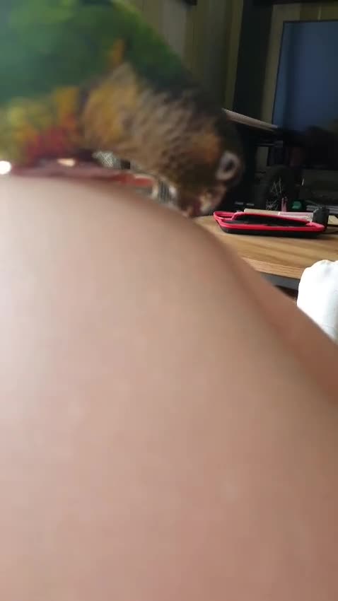 Conures birds for sale: 2 Lovely Green cheek conures for sale - Video 2