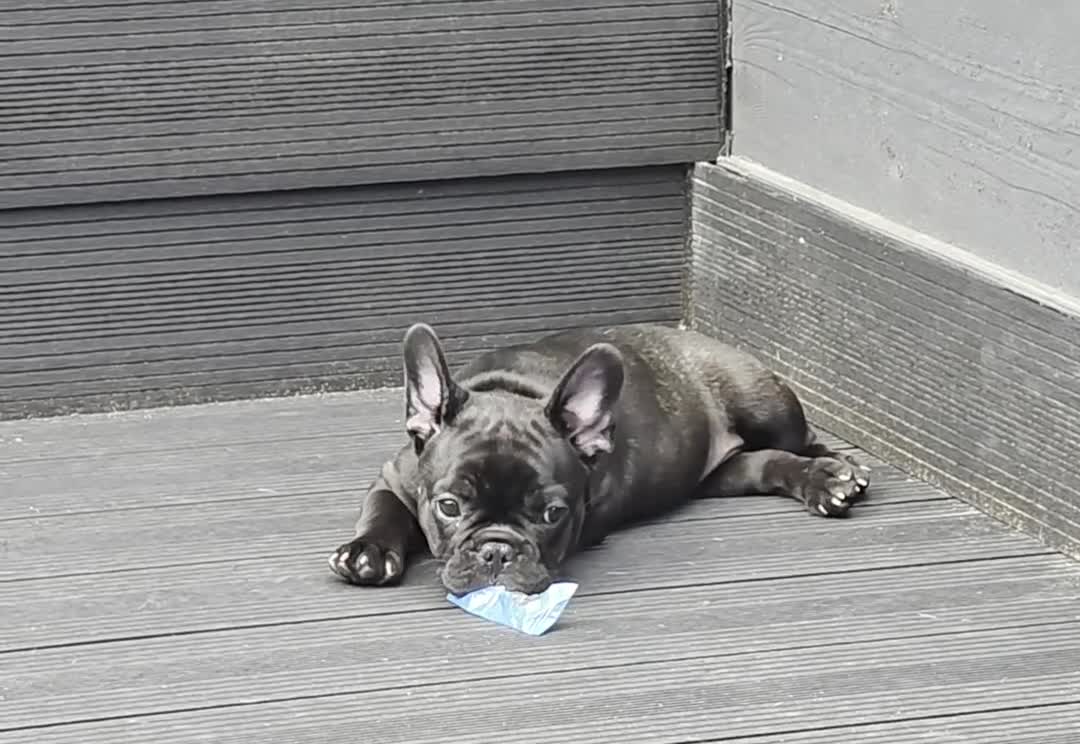 French Bulldog dogs for sale: 💛Bright, Affectionate Brindle Girl 💛Ready Now‼️ - Video 1