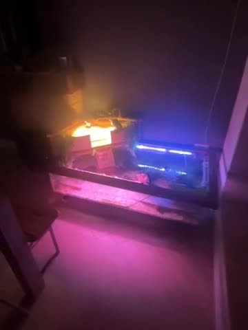 Terrapin reptiles for sale: Terrapin Turtles for Sale–Healthy, Active and fun - Video 4