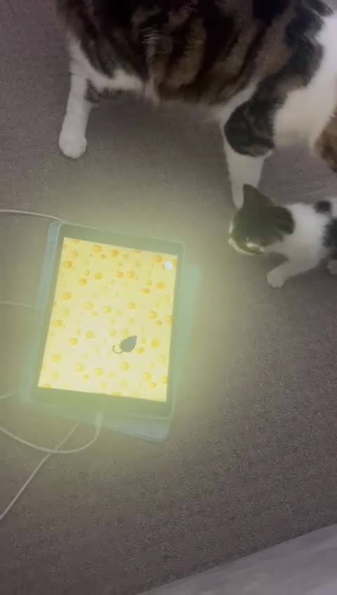 Mixed Breed cats for sale: Two mixed kittens  - Video 1