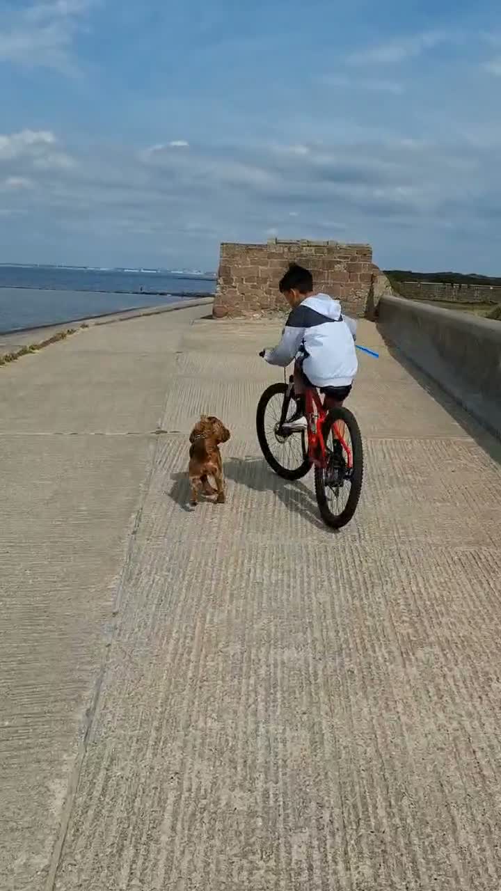 Cocker Spaniel dogs for stud: Cocker Spaniel stud - Video 1
