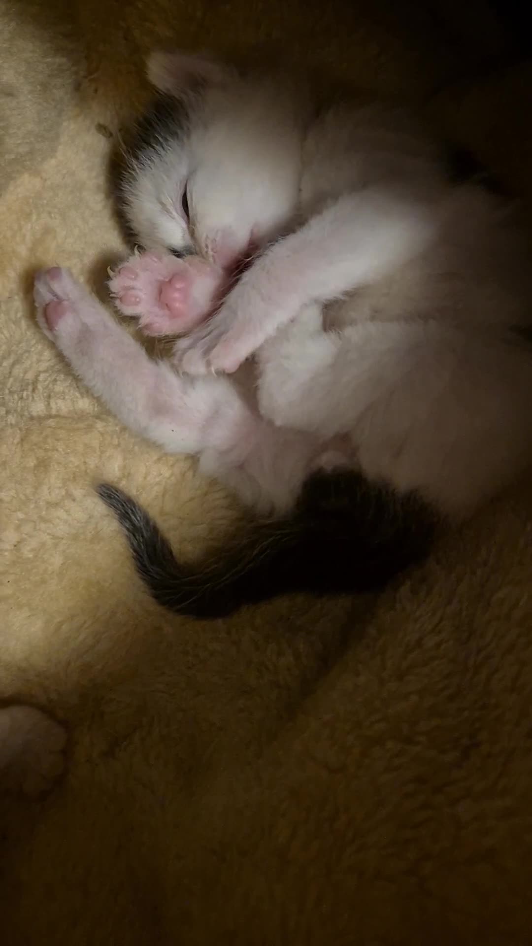 Mixed Breed cats for sale: Black & white.  - Video 1