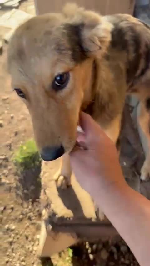 Mixed Breed dogs for adoption: JASPER - a Superb Puppy Boy, for a Loving Home - Video 1