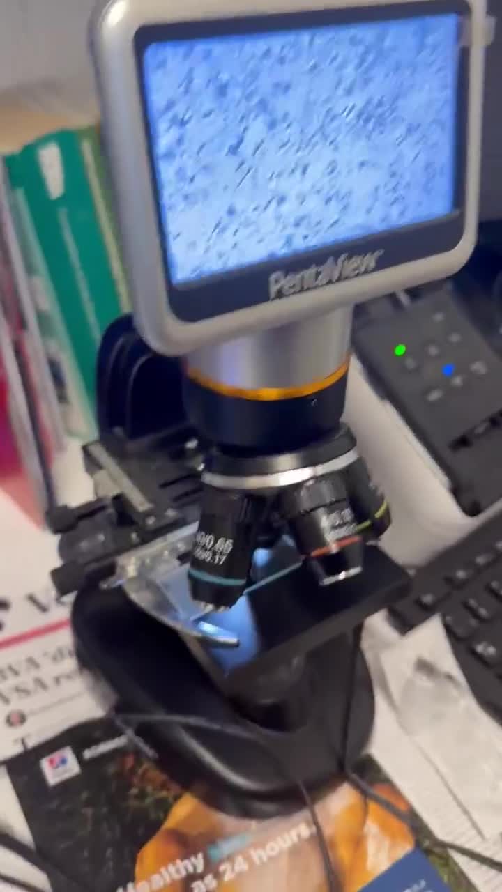 French Bulldog dogs for stud: Diego stunning blue merle French bulldog stud 🐾  in Tamworth - Video 1