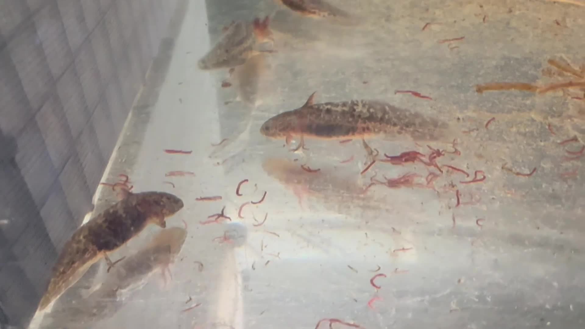 Axolotl reptiles for sale: 3 month old copper axolotls  in Southampton - Video 1