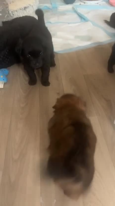 Maltipom dogs for sale:  Ready to leave now to forever Homes 🐶❤️ - Video 1